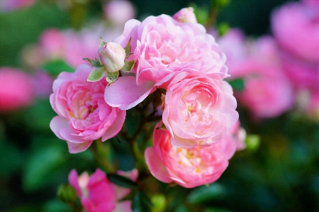 Blossom plant flower petal Photo