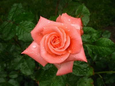 Blossom dew plant flower Photo