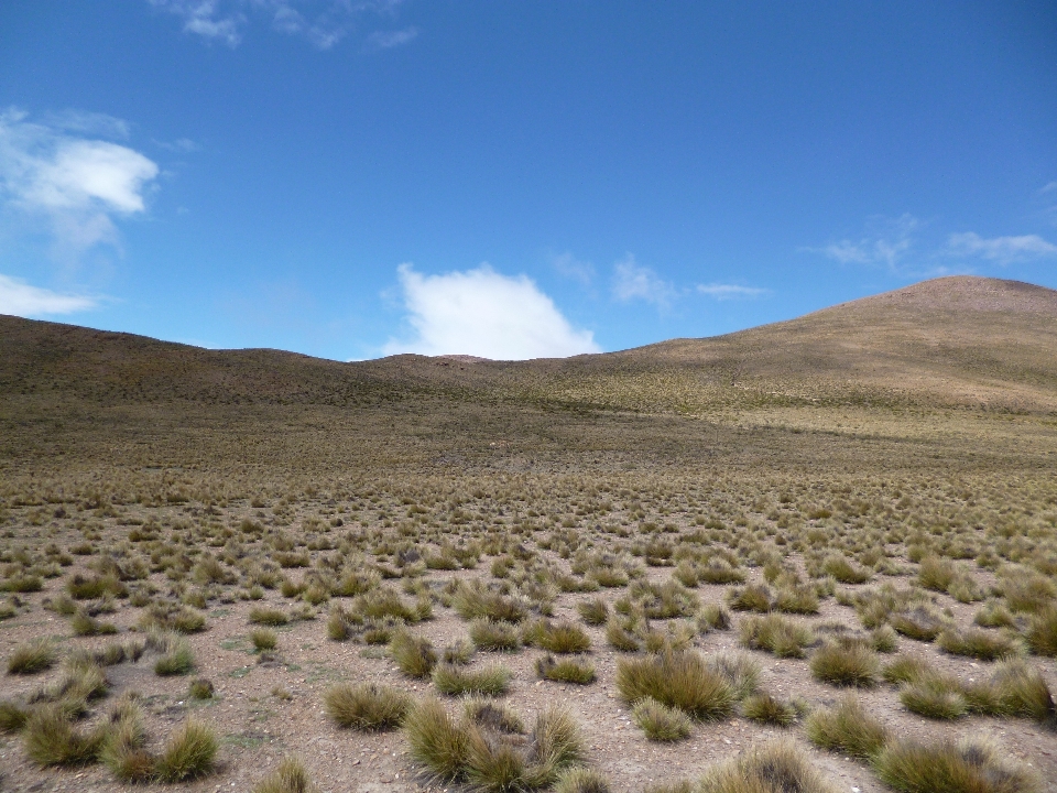 Paisagem grama horizonte região selvagem
