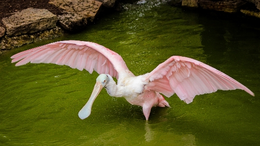 Foto Alam burung sayap bunga