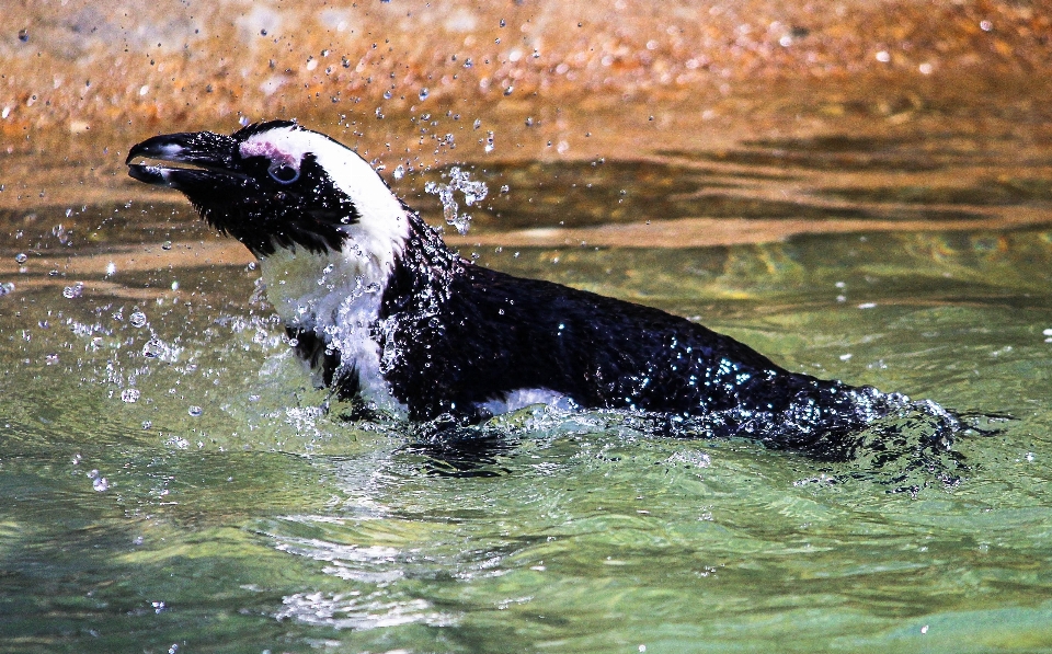 水 鳥 沿岸
 野生動物