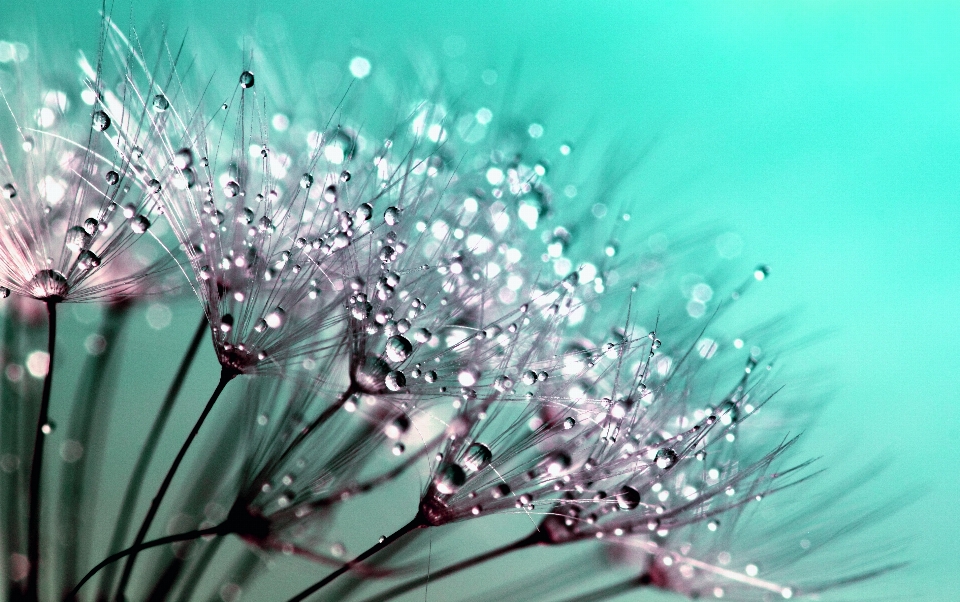 Water nature branch blossom