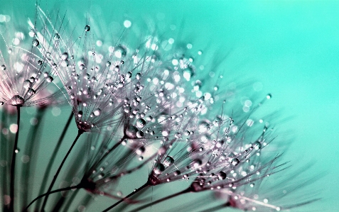 Water nature branch blossom Photo