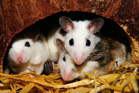 Foto Ratón lindo pelo mamífero