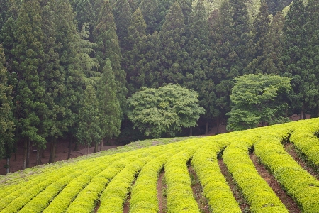 景观 自然 植物 场地 照片