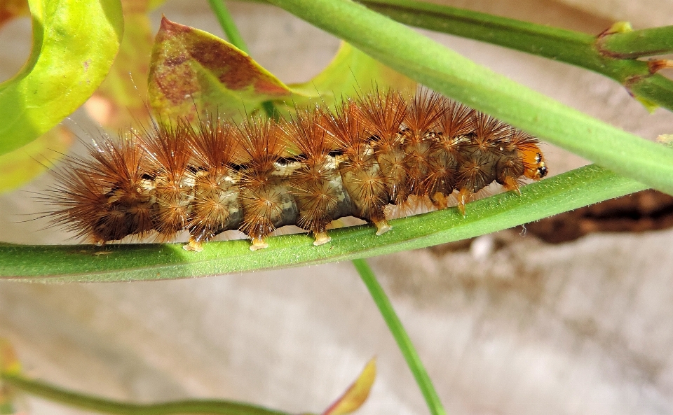 Nature leaf animal wildlife