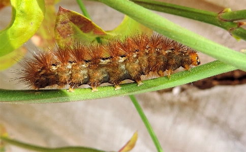 Nature leaf animal wildlife Photo