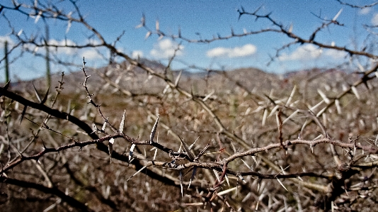 Tree nature grass branch Photo