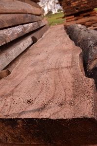 Tree nature rock wood Photo