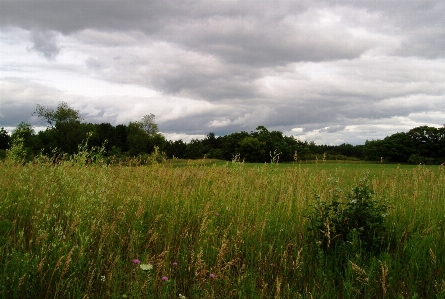 Landscape tree nature grass Photo