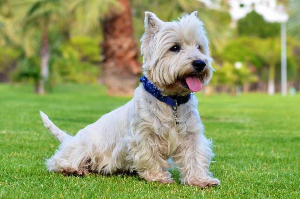 Hund säugetier hunde wirbeltier
