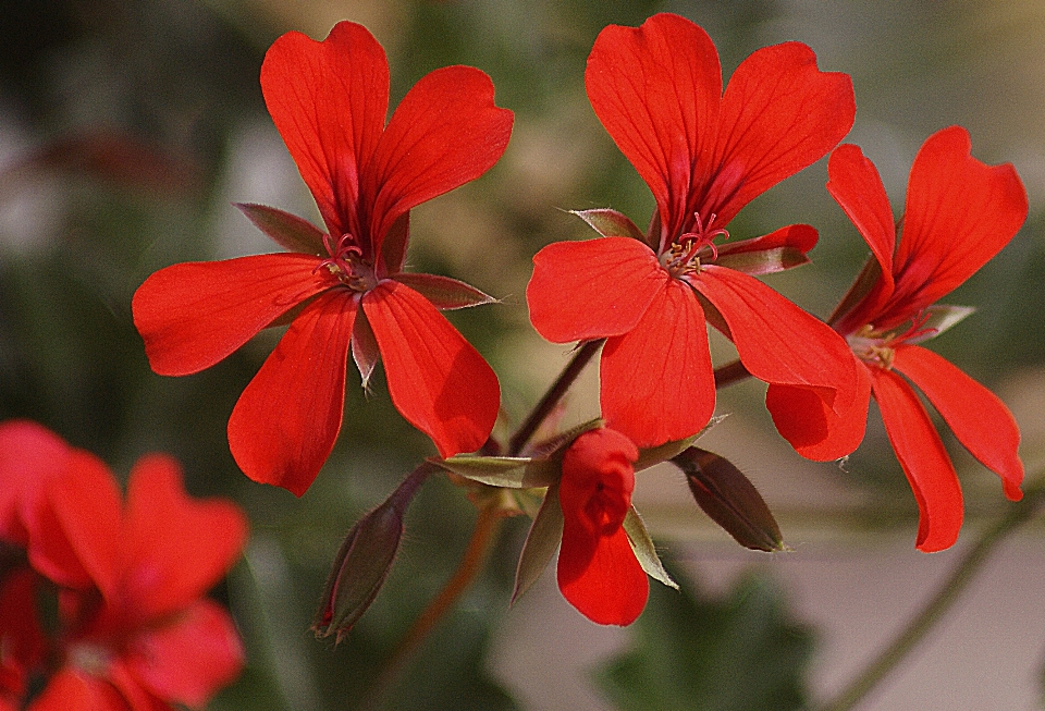 Blossom plant leaf flower