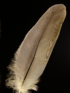 Photo Oiseau aile lumière structure