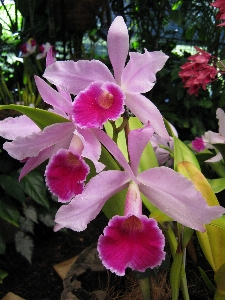 Blossom plant stem leaf Photo