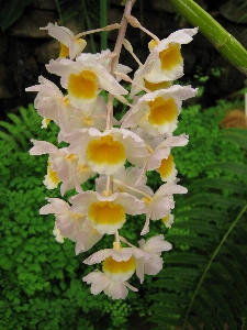 Blossom plant stem leaf Photo