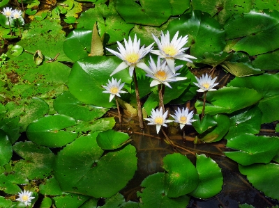 Water nature blossom plant Photo