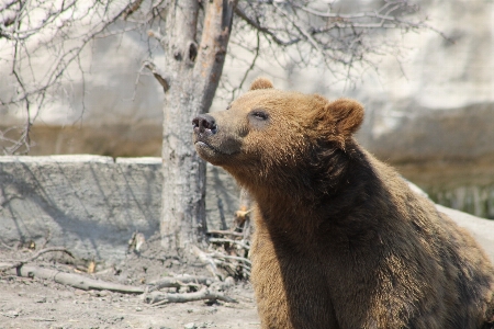 Nature animal cute bear Photo