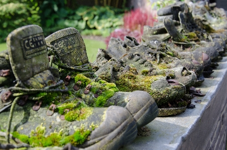 Rock 植物 花 モス
 写真