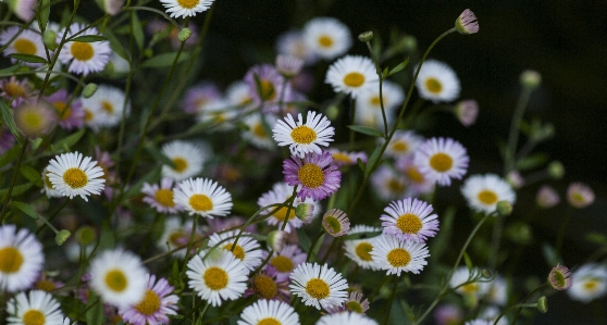 Nature grass blossom plant Photo