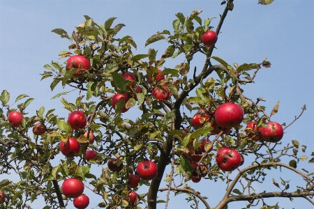 Tree nature branch plant Photo