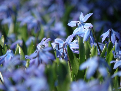 Nature blossom plant meadow Photo