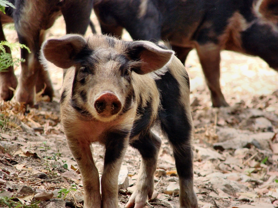 Fazenda animal animais selvagens pasto
