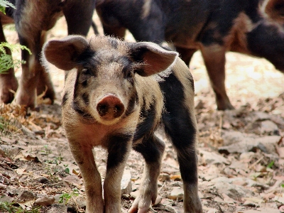 Bauernhof tier tierwelt weide
 Foto