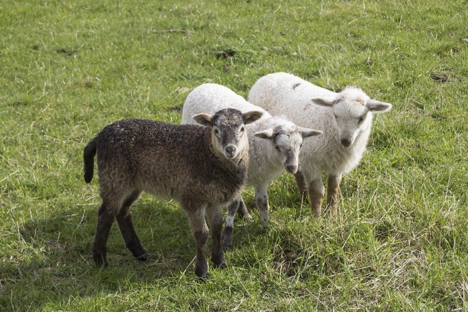 Nature grass meadow animal