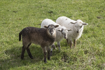 Nature grass meadow animal Photo