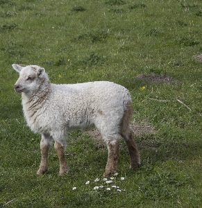 Nature grass meadow animal Photo