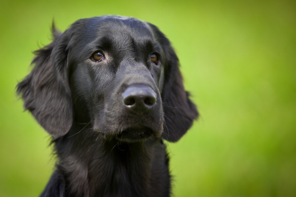 意見 子犬 犬 動物