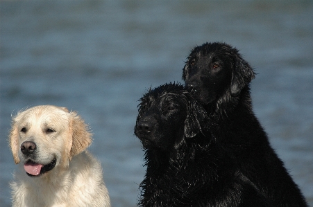 海 水 白 子犬 写真