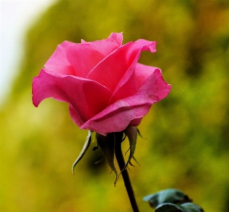 Blossom plant leaf flower Photo