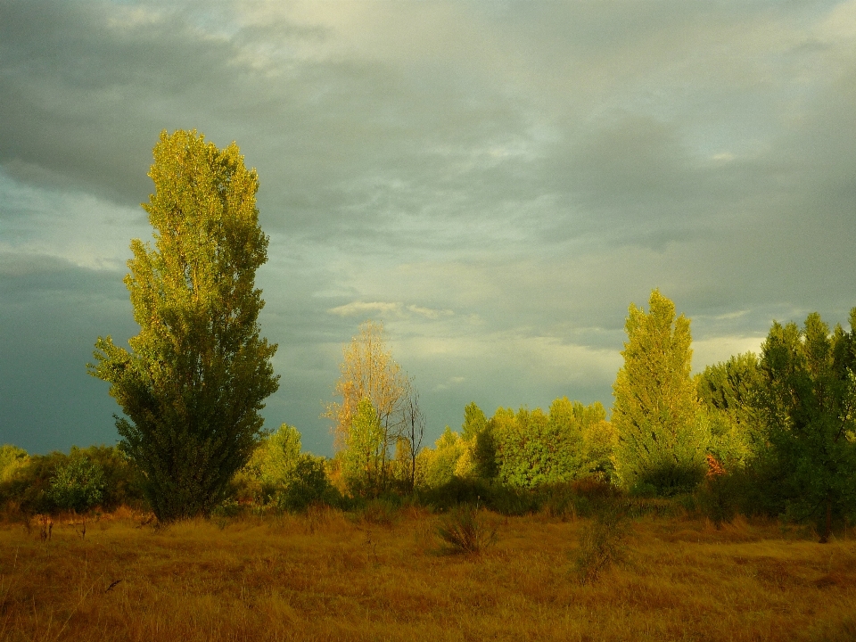 Landscape tree nature forest