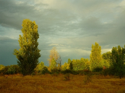 Foto Paesaggio albero natura foresta