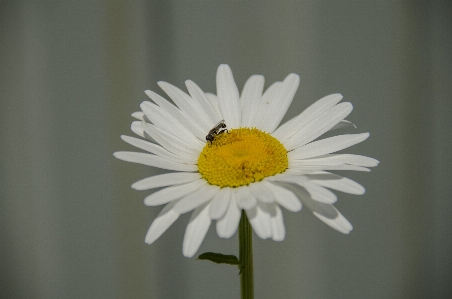 Blüte schwarz und weiß
 anlage weiss Foto