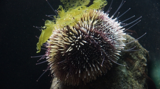 海洋 生物学 fauna 無脊椎動物 写真