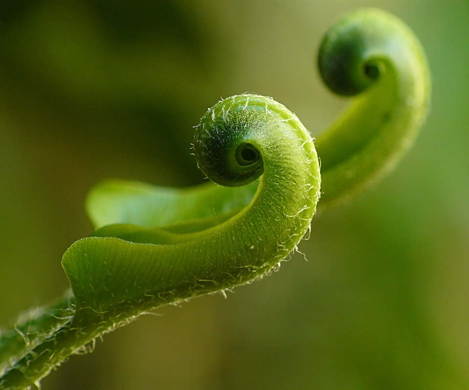 Nature photography leaf flower