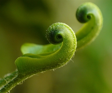 Foto Alam fotografi daun bunga