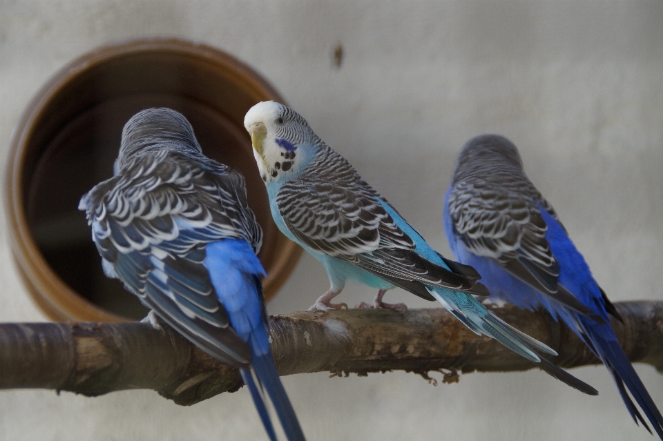 Uccello ala becco blu