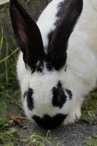 Foto Bianco e nero
 animale carino domestico