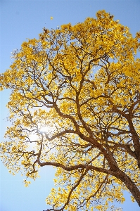 Landscape tree branch plant Photo