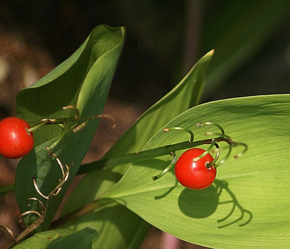 Zweig anlage frucht blatt