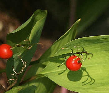 Branch plant fruit leaf Photo