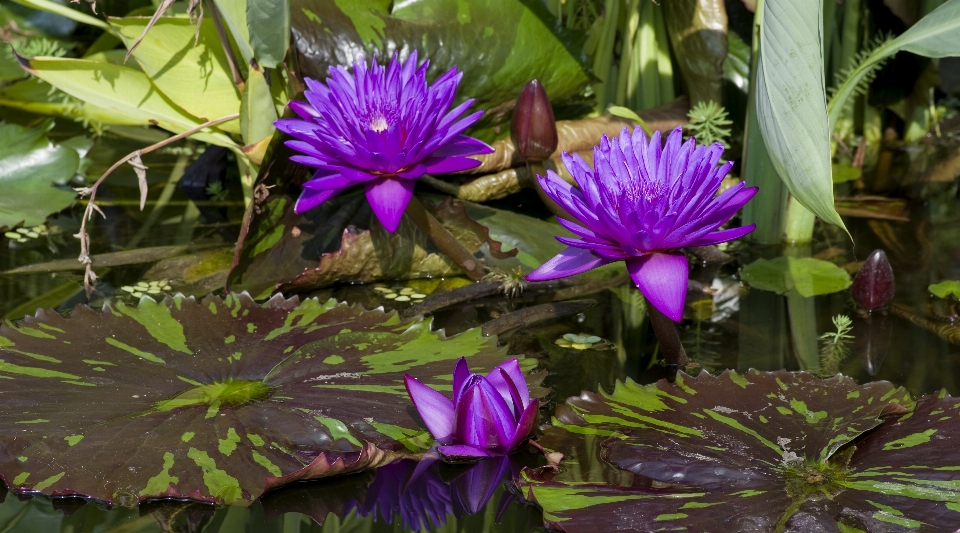 水 自然 开花 植物