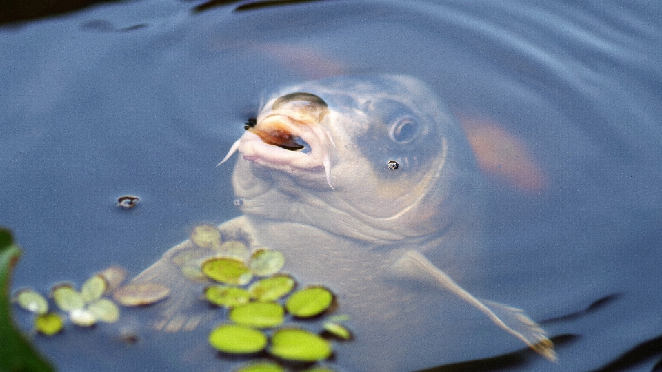 水 池塘 生物学 蓝色的