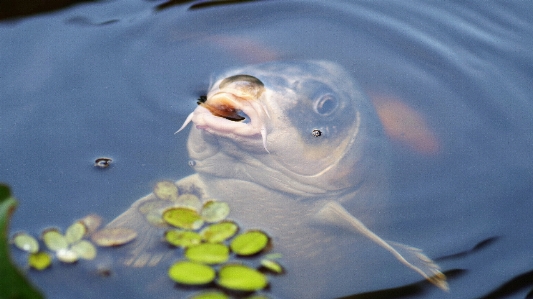 Water pond biology blue Photo