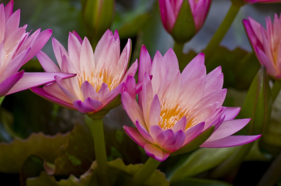 Wasser natur blüte anlage