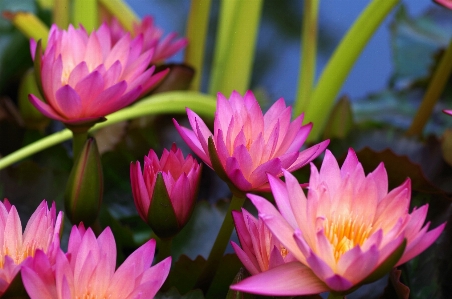 Water nature blossom plant Photo