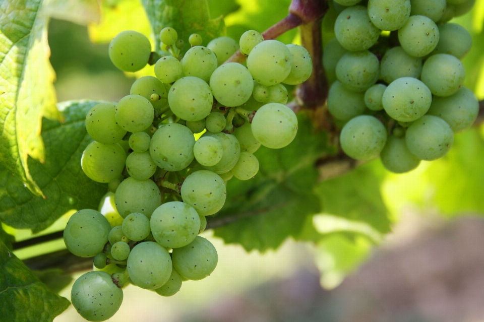 Nature plant grape fruit